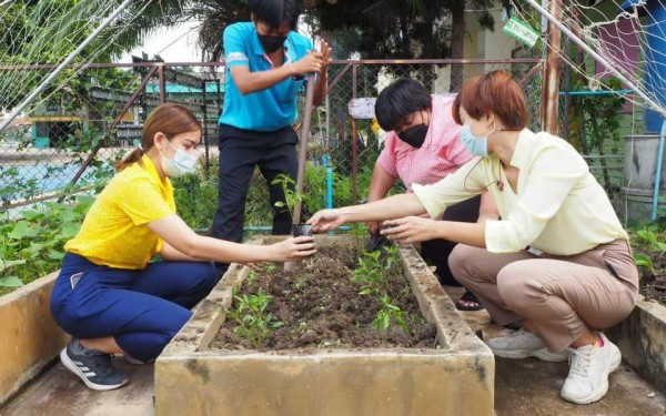 บุคลากรในโรงเรียนร่วมกันเพาะปลูกกล้าสมุนไพรต้นฟ้าทะลายโจร ต้นกระชายในสวนเกษตรพอเพียงของโรงเรียน 